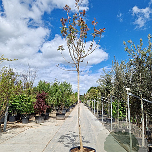 Pistacia chinensis 220 cm stam container 16-18