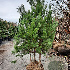 Pinus sylvestris 200-250 cm draadkluit meerstammig 140-160 diameter