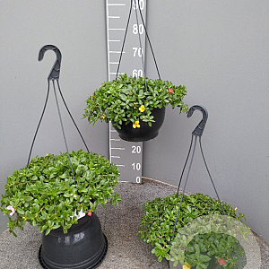 Portulacca umbraticola GM C6L