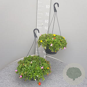 Portulacca umbraticola GM C6L