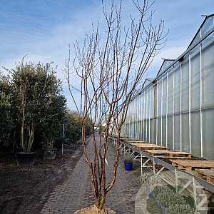 Prunus serrula 250-300 cm container meerstammig