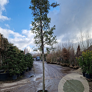 Quercus ilex 14-16 HO container