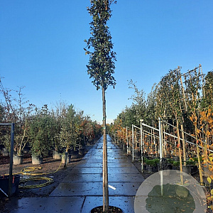 Quercus ilex 14-16 HO container