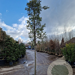 Quercus ilex 14-16 HO container