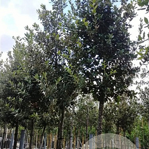 Quercus ilex 14-16 HO container