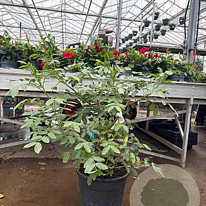 Senna corymbosa GM 10L