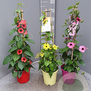 Thunbergia alata 70 cm 3,0L piramide