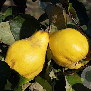 Cydonia o. 'Konstantinopeler' 125-150 cm wortelgoed