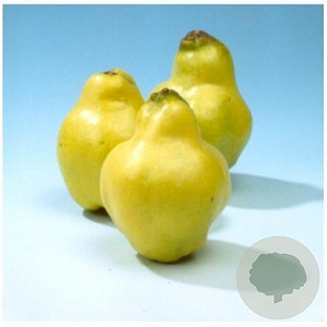 Cydonia o. 'Portugal' 125-150 cm wortelgoed
