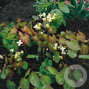 Epimedium versic. 'Sulphureum' GM P9
