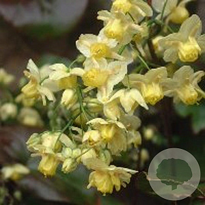 Epimedium versic. 'Sulphureum' GM P9
