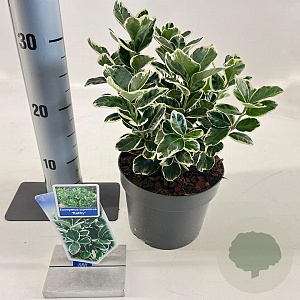 Euonymus jap. 'Kathy' 20-25 cm 2,0L