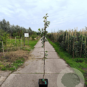 Pyrus c. 'Winterrietpeer' 125-150 cm 10L