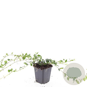 Vinca minor GM P9
