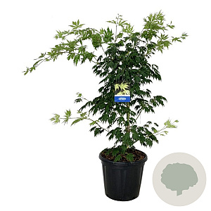 Acer Arctic Jade 100-125 cm 30L extra