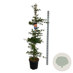 Acer Ice Dragon 175-200 cm 30L extra