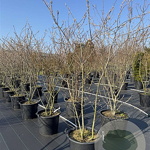 Amelanchier lamarckii 175-200 cm cont. 150L meerstammig