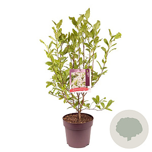 Magnolia stellata 80-90 cm 10L