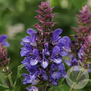 Salvia sylv. Blue Marvel GM C5