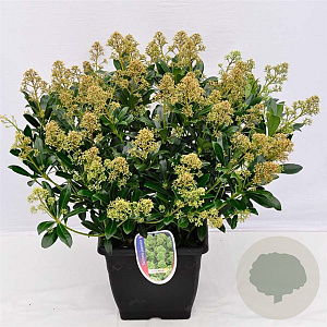 Skimmia j. 'Snow White' 15-20 cm P13