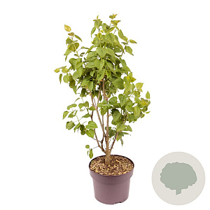 Syringa v. 'Président Grévy' 40-50 cm 5,0L
