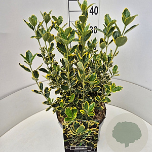 Euonymus jap. 'Ovatus Aureus' 35-40 cm 10L