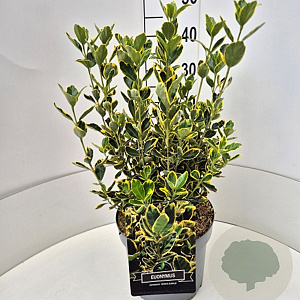 Euonymus jap. 'Ovatus Aureus' 35-40 cm 10L