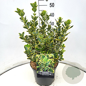 Euonymus jap. 'Ovatus Aureus' 35-40 cm 10L