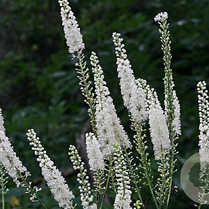 Actaea racemosa GM P9