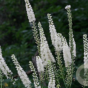 Actaea racemosa GM P9