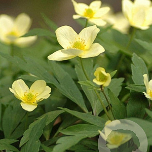 Anemone lipsiensis GM P9