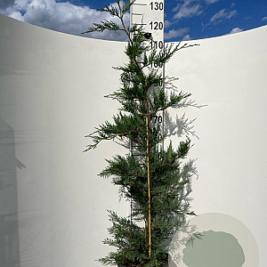 Cupressocyparis leylandii 125-150 cm 10L