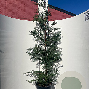 Cupressocyparis leylandii 150-175 cm 10L