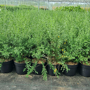 Cytisus scoparius 40-60 cm 7,5L
