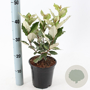 Elaeagnus ebb. 'Compacta' 40-50 cm 2,0L