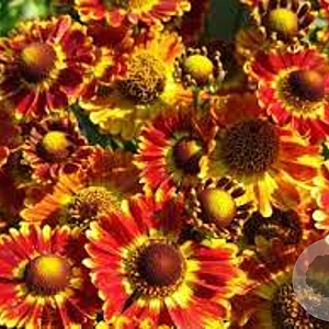 Helenium 'Fuego' GM P9