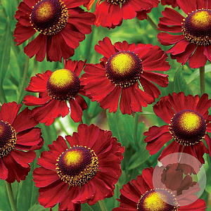 Helenium 'Ruby Tuesday' GM P9