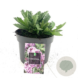 Verbena rigida GM 2,0L