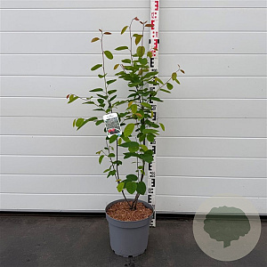 Amelanchier lamarckii 80-100 cm 7,5L