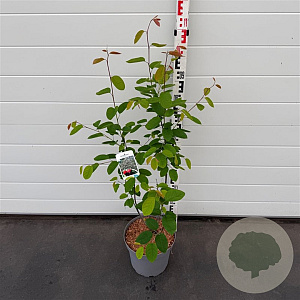 Amelanchier lamarckii 80-100 cm 7,5L