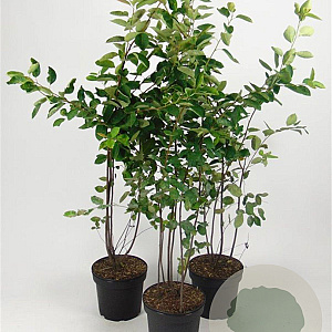 Amelanchier lamarckii 80-100 cm 7,5L