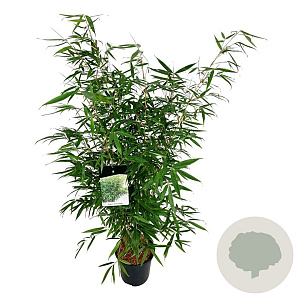 Fargesia robusta 'Pingwu' 100-125 cm 6L