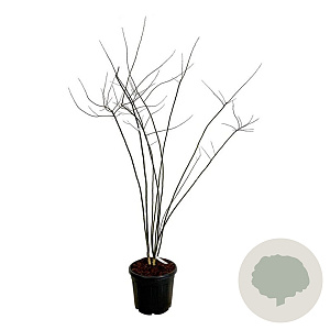 Styphnolobium japonicum 200-225 cm cont. 55L extra