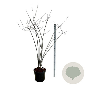 Styphnolobium japonicum 200-225 cm cont. 55L extra