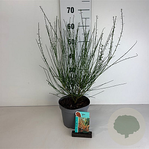 Cytisus 'Lena' 30-40 cm 3,5L