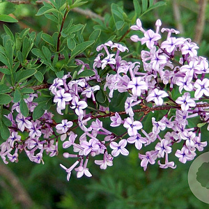 Syringa laciniata 80-100 cm 20L