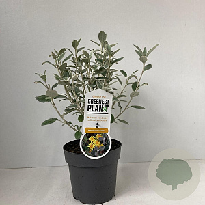Brachyglottis 'Sunshine' 25-30 cm 2,0L