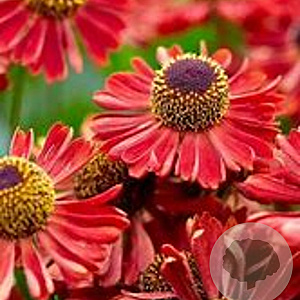 Helenium 'Siesta' GM P9