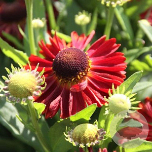 Helenium 'Siesta' GM P9