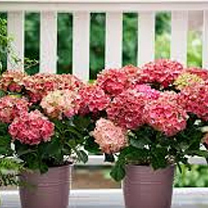 Hydrangea m. Magical Greenfire 30-40 cm 5,0L paars